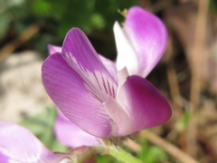 Astragalus sinicus
