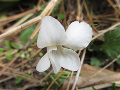 Viola albida