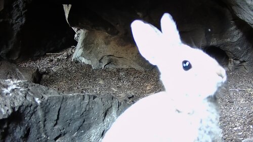 Mountain Cottontail photographed in Oregon