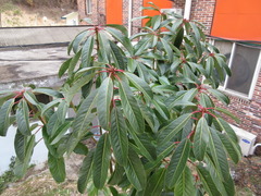 Daphniphyllum macropodum