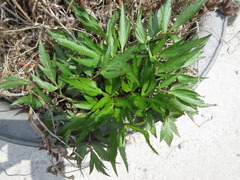 Angelica acutiloba
