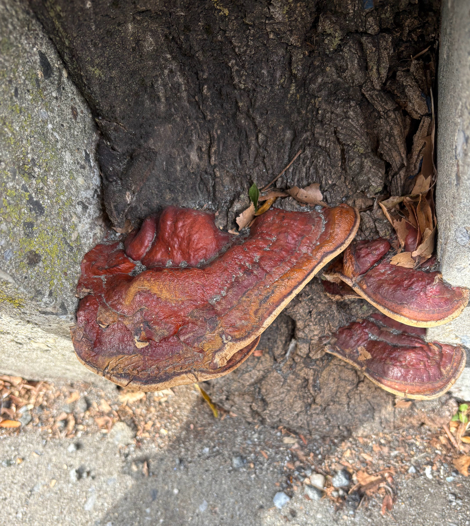 Ganoderma sessile · November 2025 · photo: © eml23 (iNaturalist, cc-by)