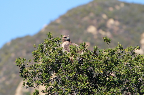 iNaturalist observation photo of Red-tailed Hawk