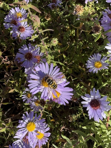 Unknown species found near Commerce Dr, Jefferson City, MO, US