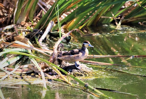 (c) philipdh, some rights reserved (CC BY-NC) iNaturalist image