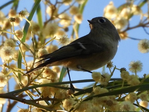 Ruby-crowned Kinglet photographed in Nevada