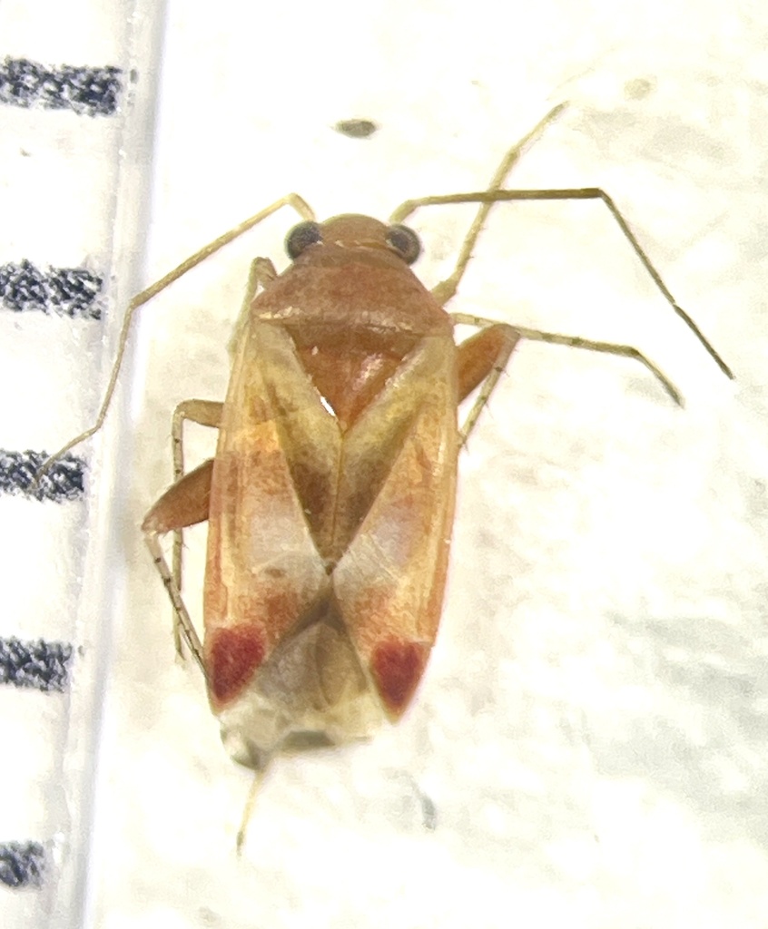 Plagiognathus viticola