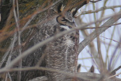Bubo virginianus lagophonus