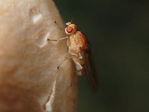Unknown species found near Franconia, NH, USA