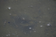 Callinectes arcuatus