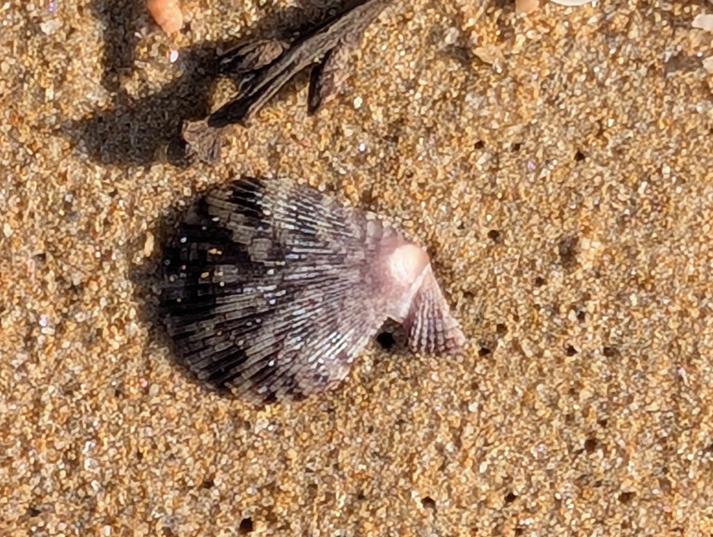 Variegated Scallop
