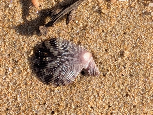 Variegated Scallop