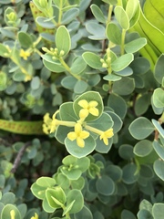 Wikstroemia uva-ursi