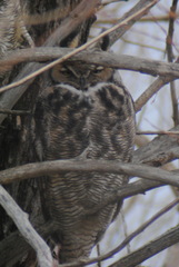 Bubo virginianus lagophonus