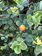 Wikstroemia uva-ursi