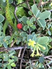 Wikstroemia uva-ursi