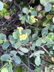Wikstroemia uva-ursi