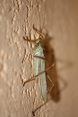 Terpandrus