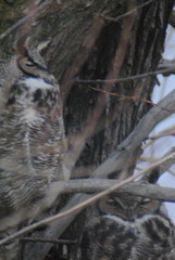 Bubo virginianus lagophonus