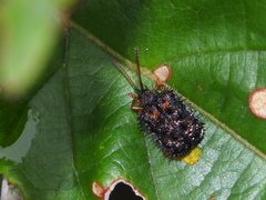 Dactylispa insulicola