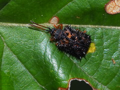 Dactylispa insulicola