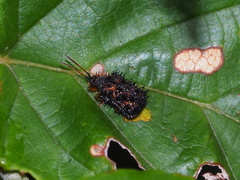 Dactylispa insulicola