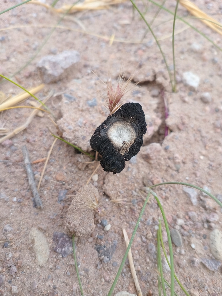 Montagnea arenaria · November 2025 · photo: © jugandoapokemon (iNaturalist, cc-by)