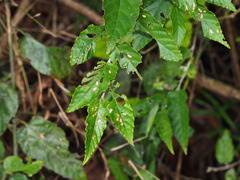 Dactylispa insulicola