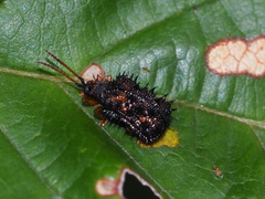 Dactylispa insulicola