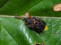 Dactylispa insulicola