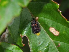 Dactylispa insulicola