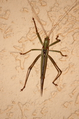 Terpandrus