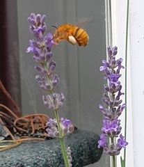 Amegilla bombiformis