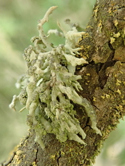 Niebla cephalota