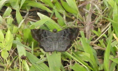 Antigonus erosus
