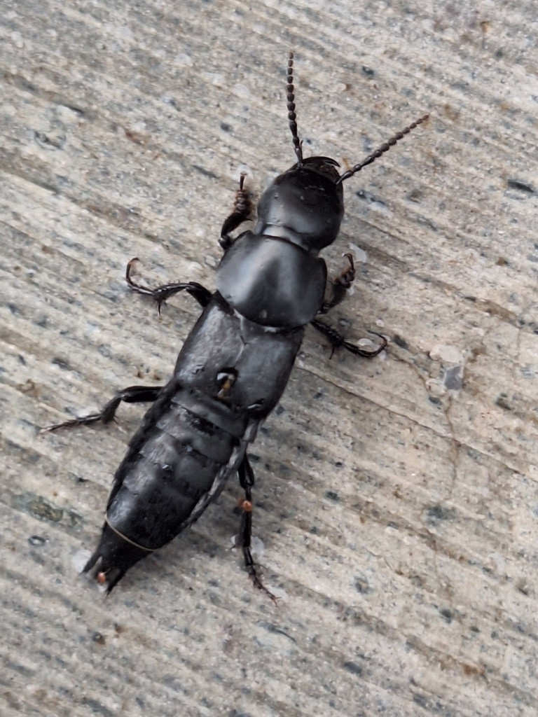 Quedius explanatus