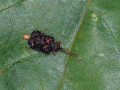 Dactylispa insulicola