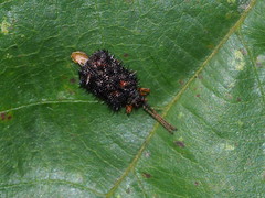 Dactylispa insulicola