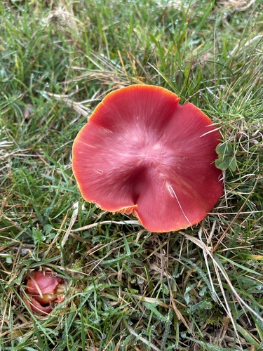 Hygrocybe splendidissima — (c) Dave, some rights reserved (CC BY)
