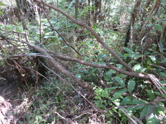 Blechnum filiforme