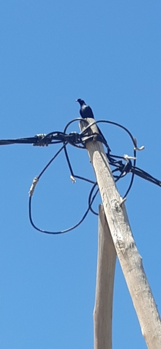 Bristle-crowned Starling