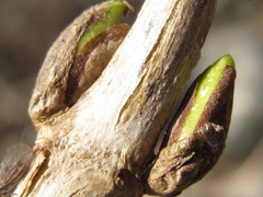 Hydrangea serrata