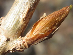Hydrangea serrata