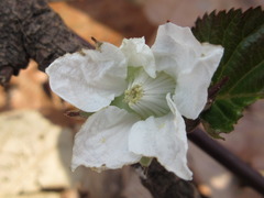 Rubus crataegifolius