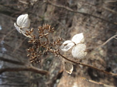 Hydrangea serrata