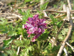 Corydalis incisa