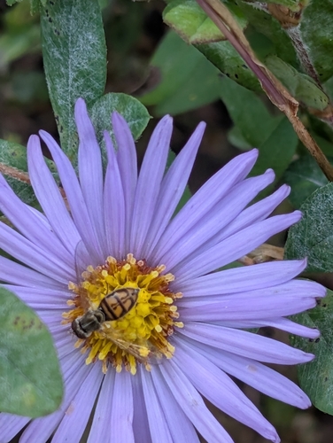 Unknown species found near Berea, KY, USA