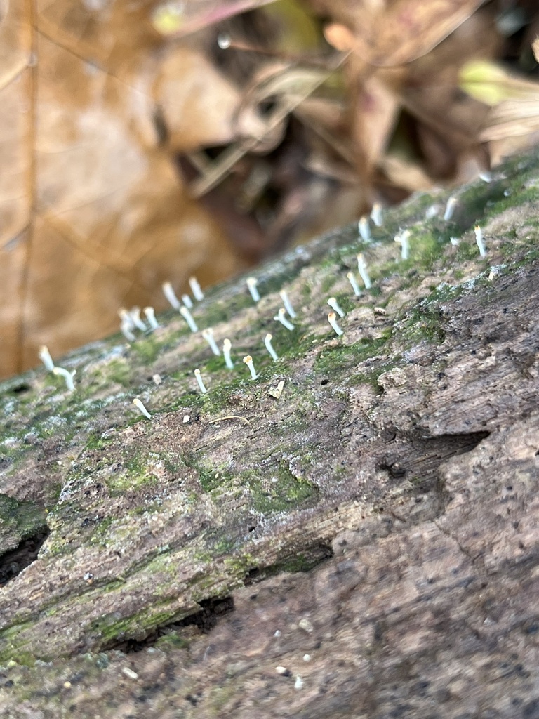 Multiclavula mucida · November 2025 · photo: © julietrav24 (iNaturalist, cc-by)