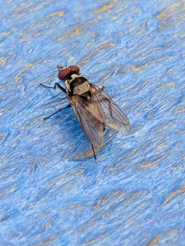 Unknown species found near Berea, KY 40403, USA