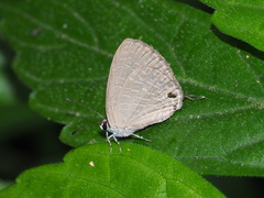 Jamides bochus formosanus